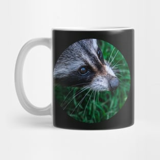 Curious Raccoon Photograph Mug